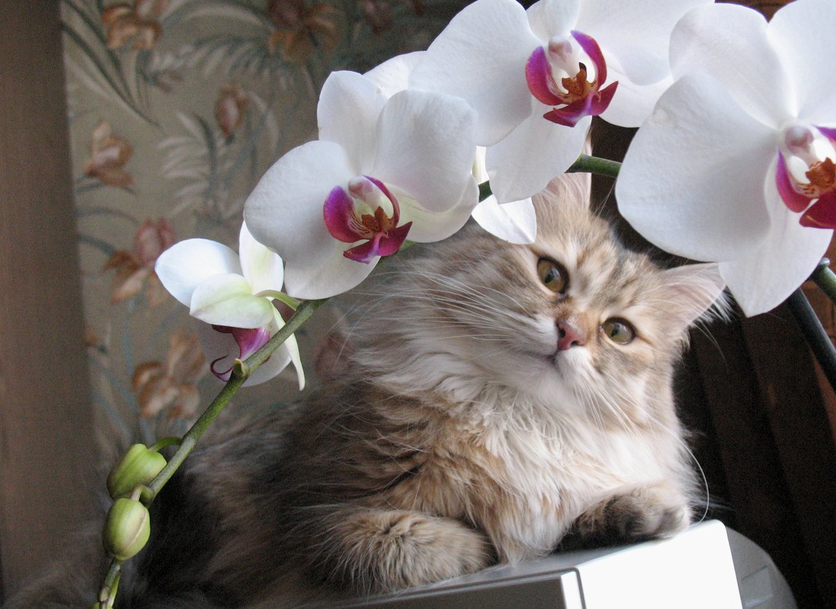 Кот с цветами