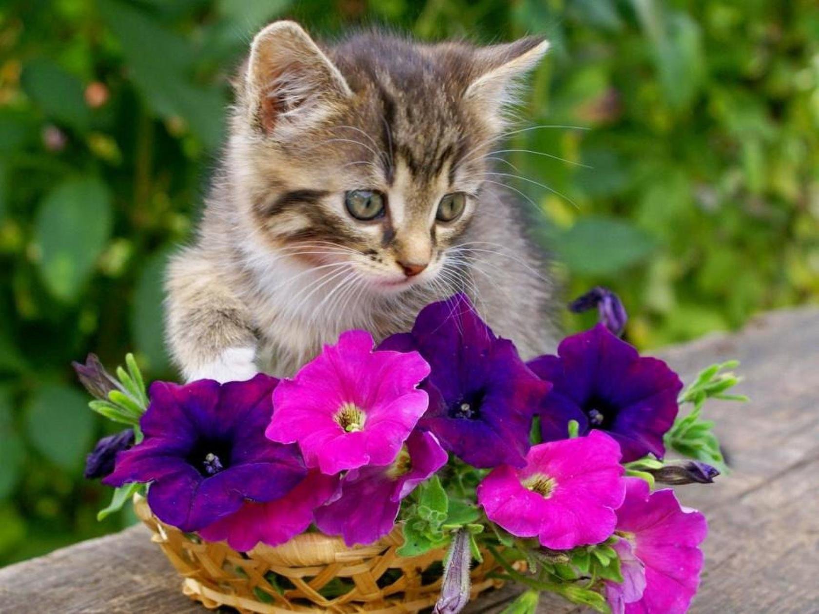 Котенок любит играть с цветами. Котенок в цветах. Котёнок с цветком. Котенок с цветочком. Красивые котята в цветах.