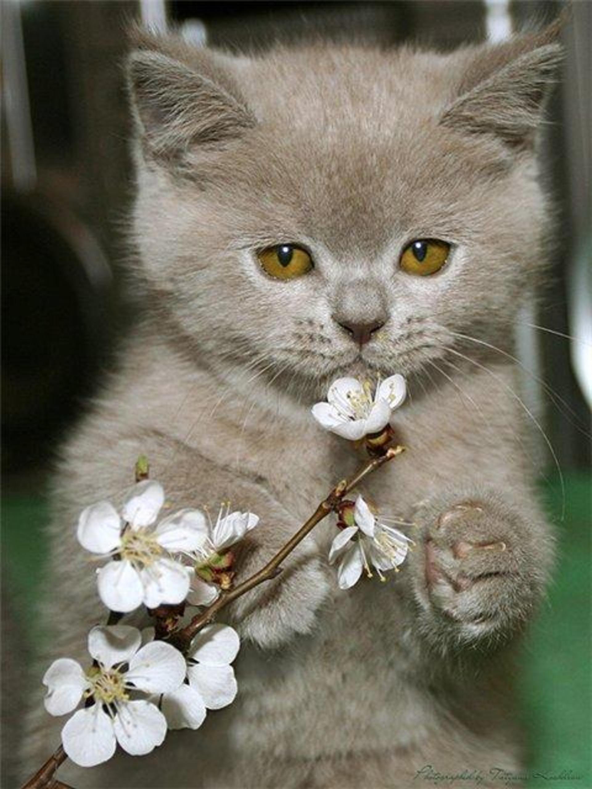 1 день весны и день кошек картинки. Кот с цветами. Котик с цветочком. Котенок в цветах.