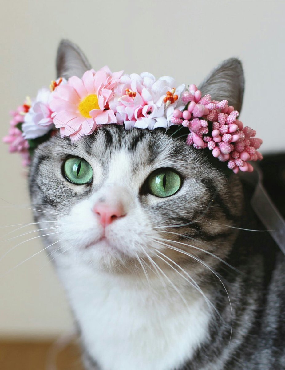 Котик с венком