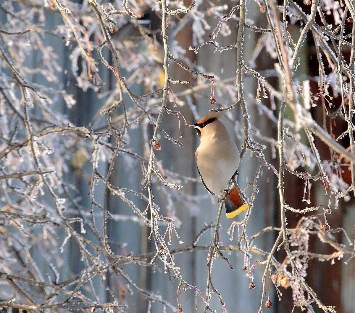 Свиристель зимующая птица