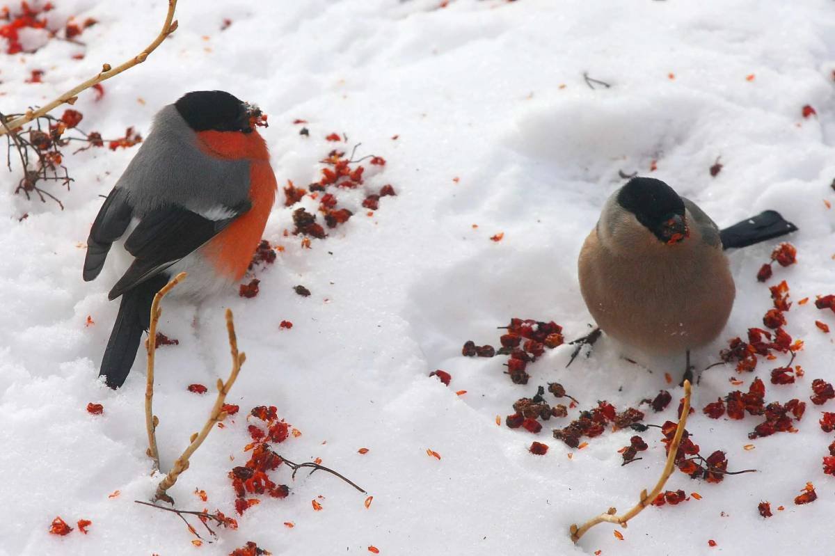 Снегирь самец