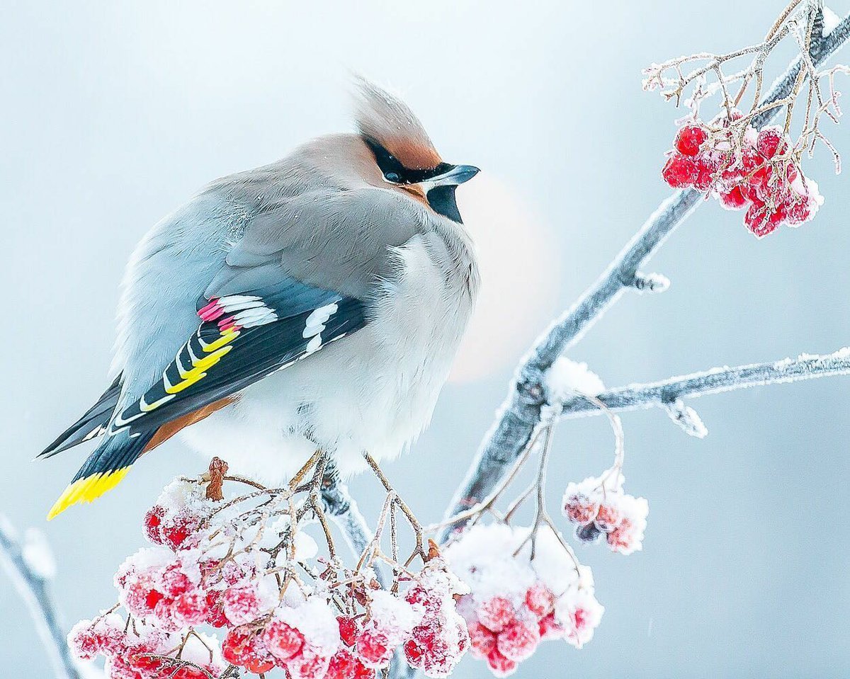 Зимующие птицы Алтайского края Снегири