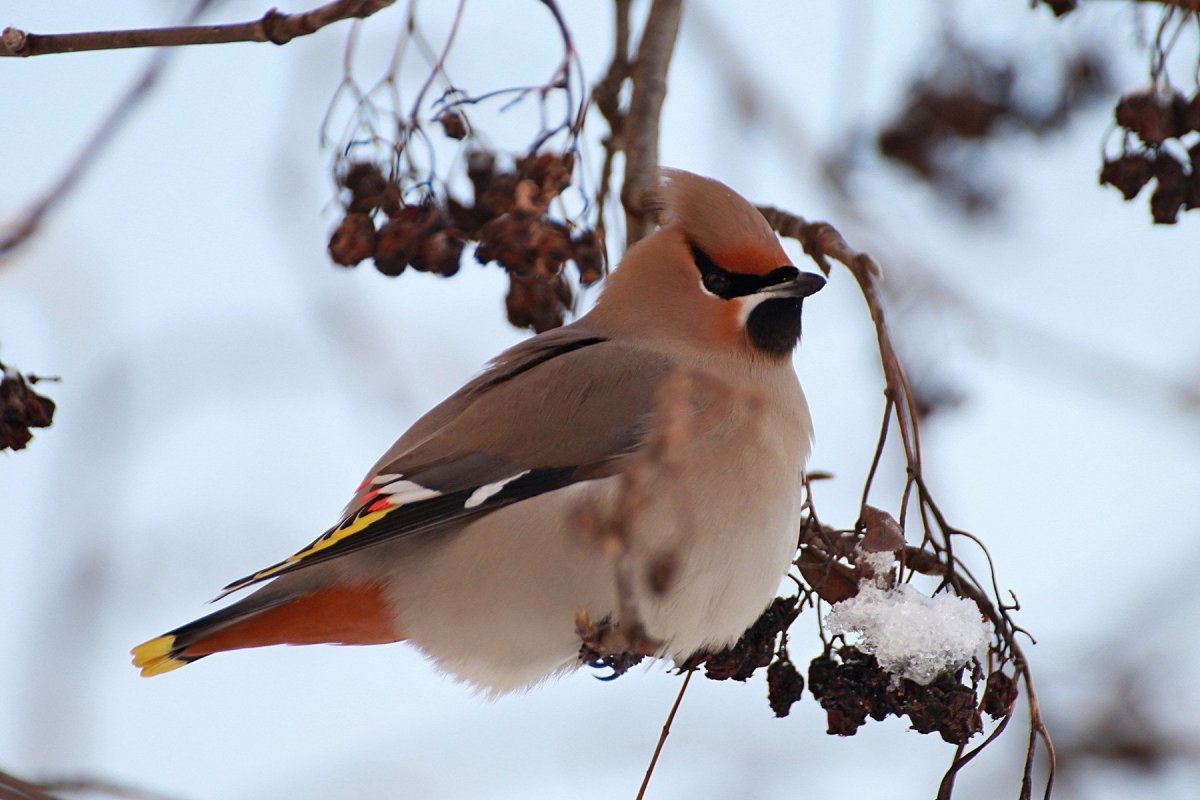 Свиристель обыкновенный