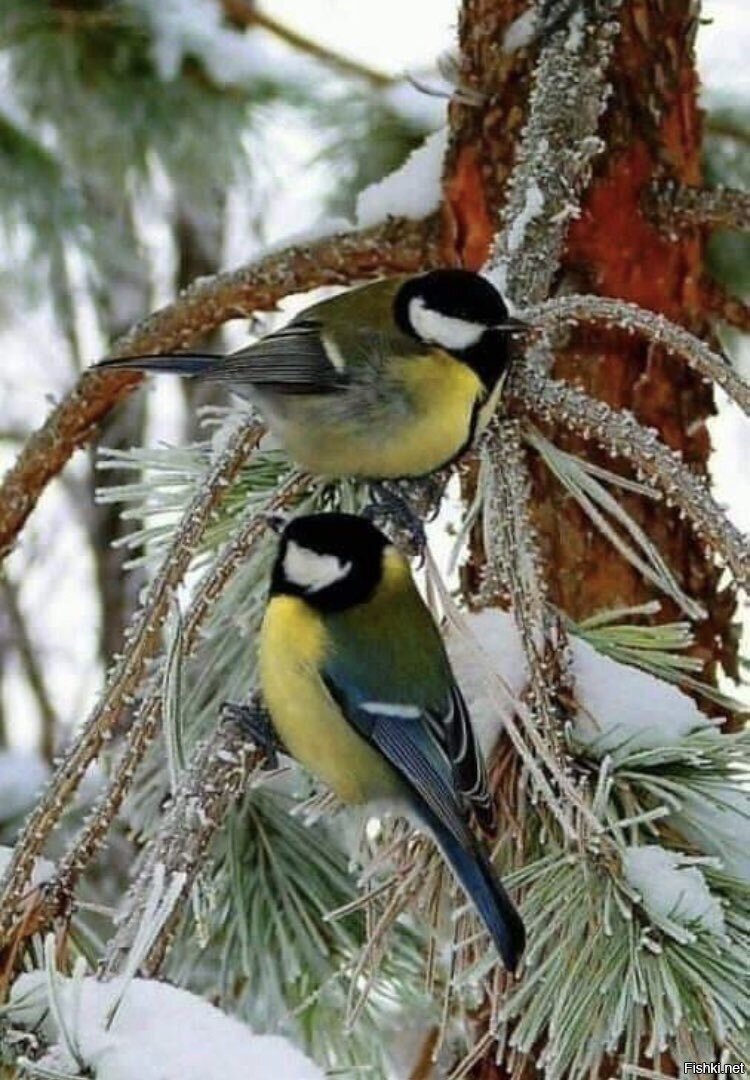 Зимняя птичка синичка