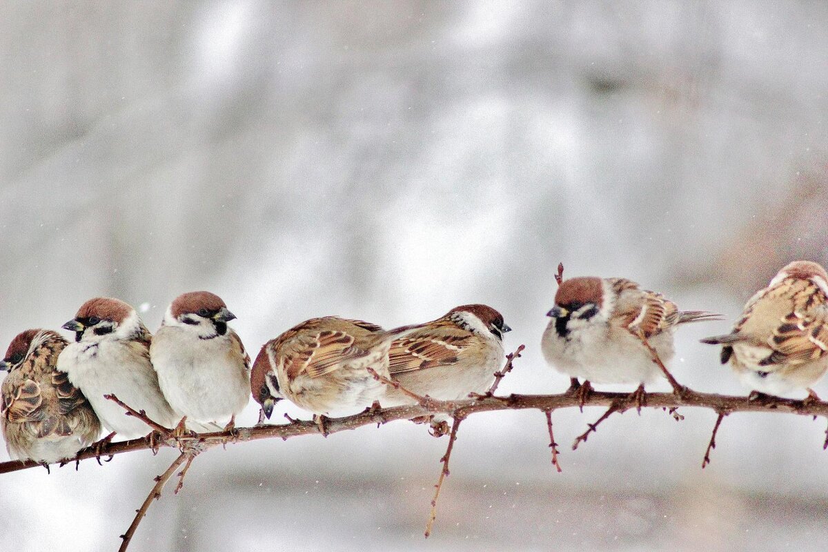 Воробушки зимой