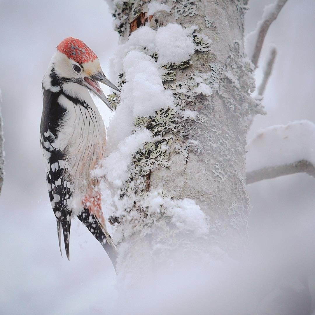 Зимний дятел