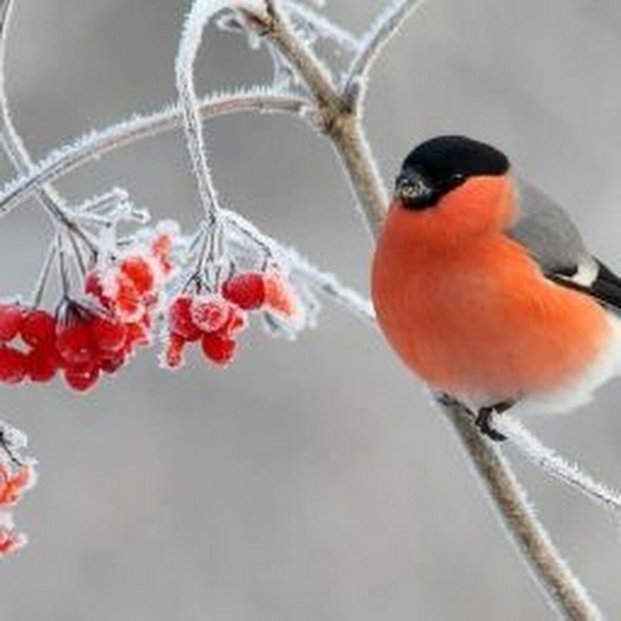 Снегири на снегу