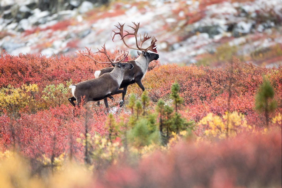 Флора и фауна тундры и лесотундры