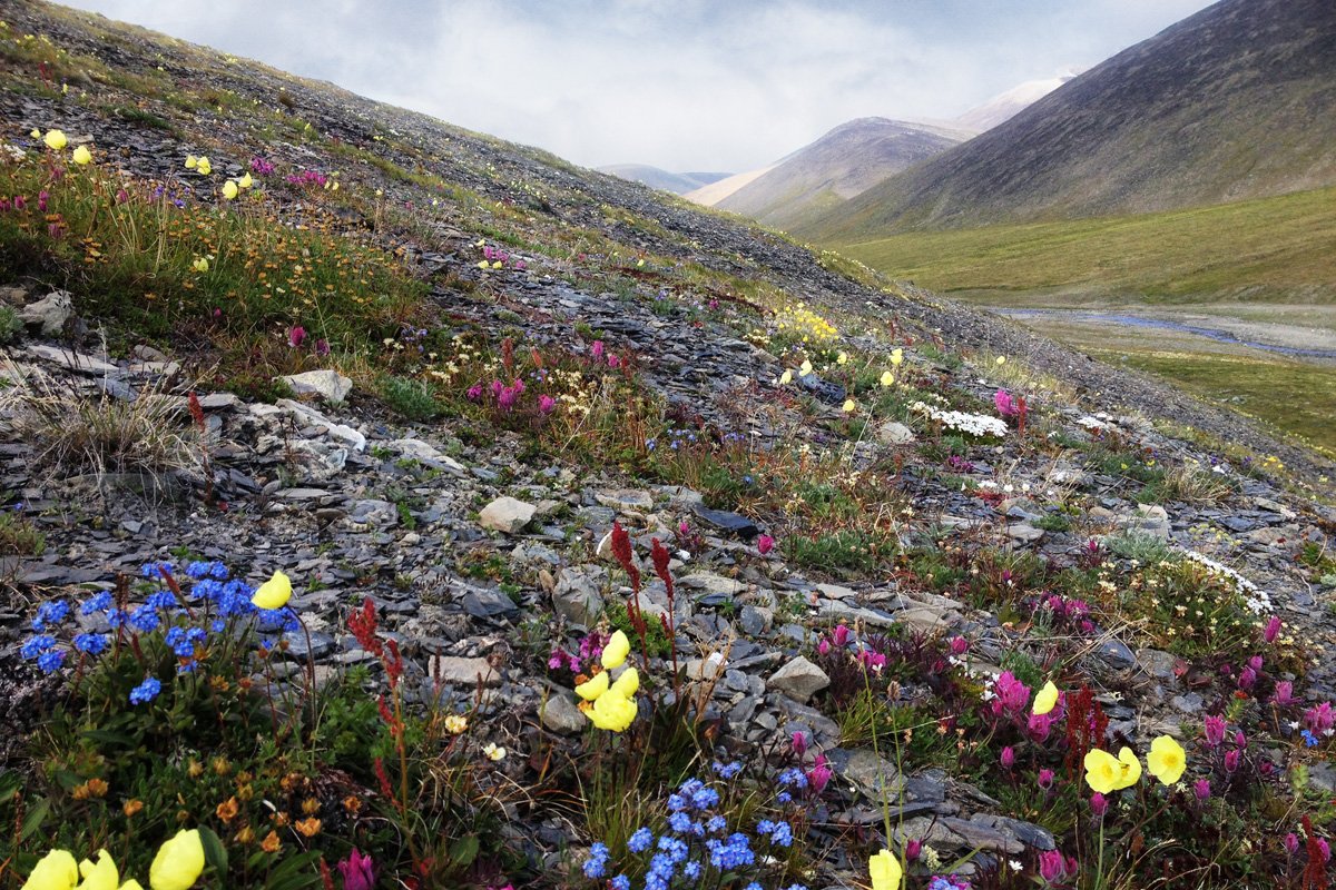 Чукотка остров Врангеля