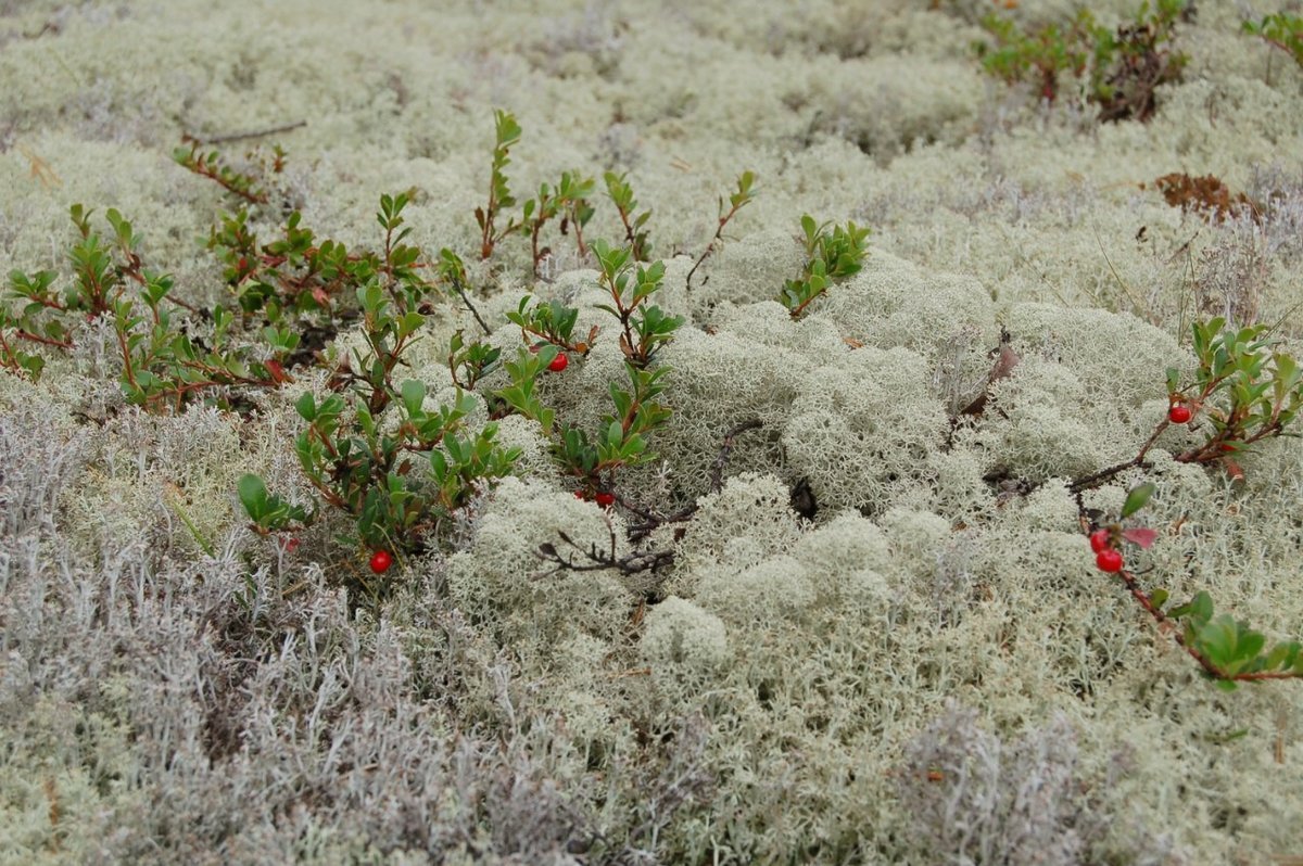 Растения тундры ягель