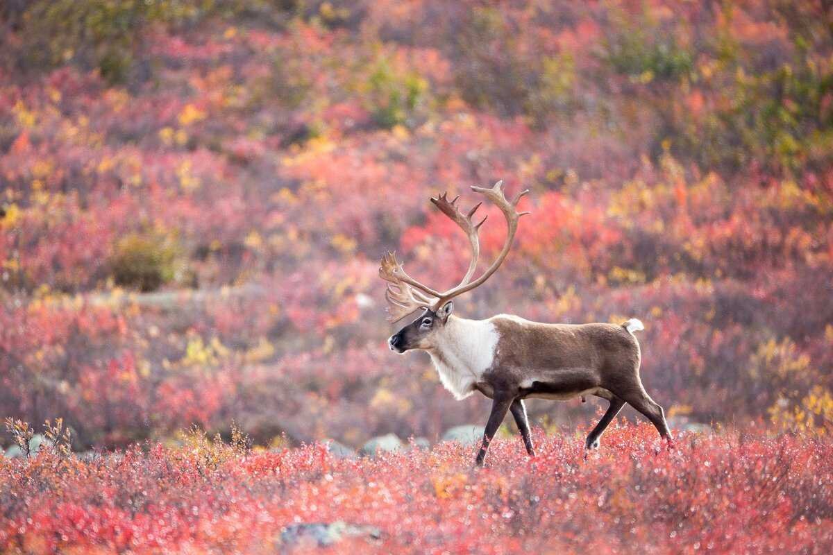 Северный олень в лесотундре