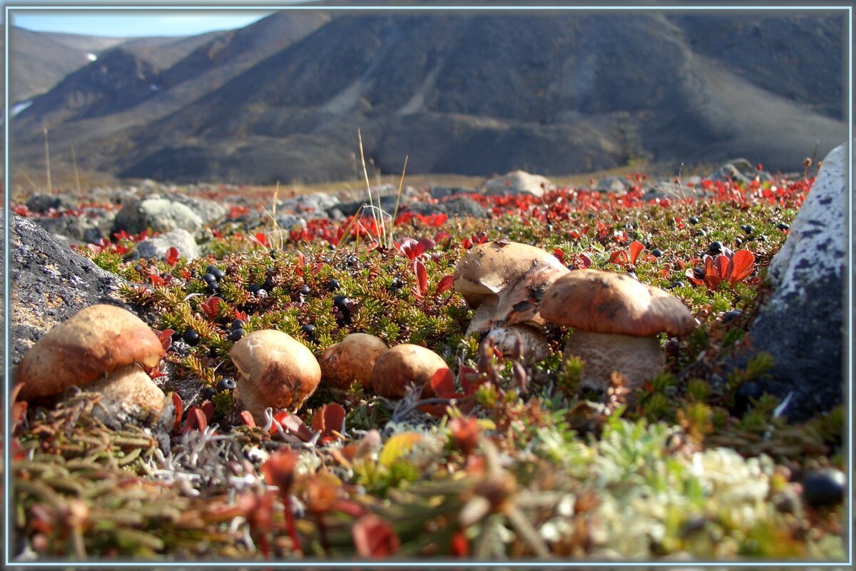 Чукотка Эгвекинот природа