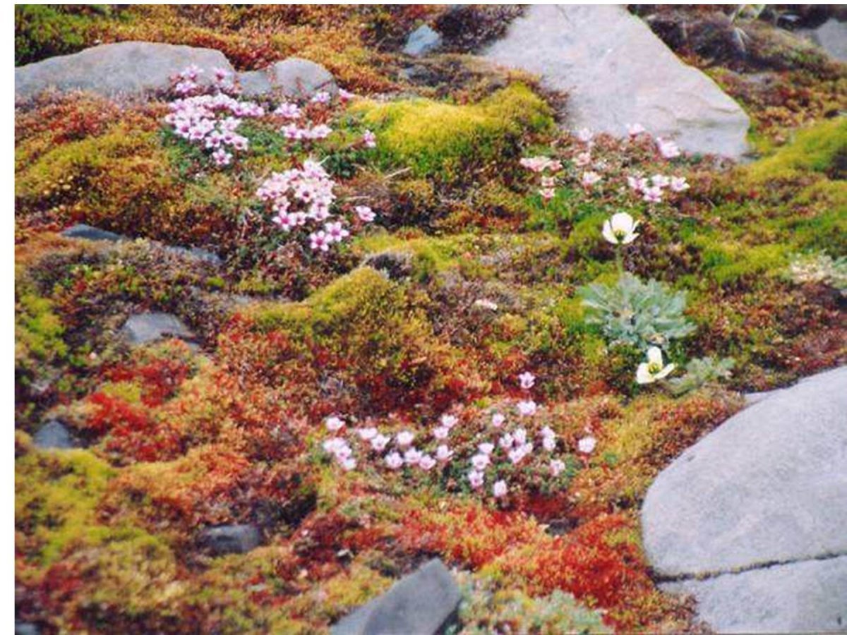 Весна в тундре