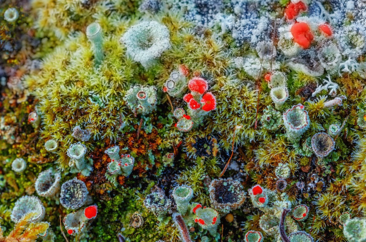 Растения тундры ягель