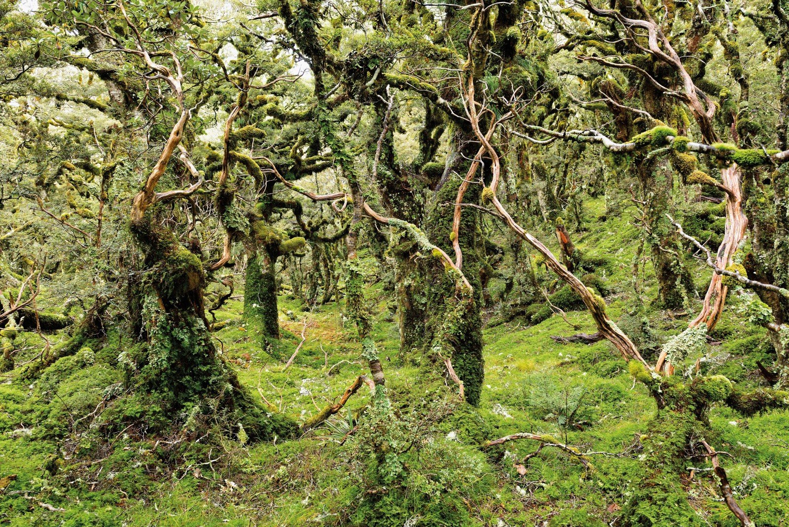 Жестколистные вечнозеленые леса и кустарники северной америки