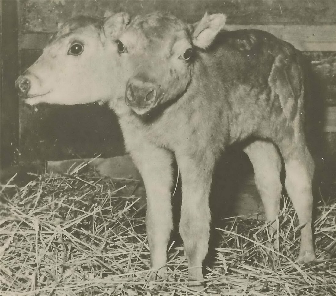 Чернобыль Припять мутация