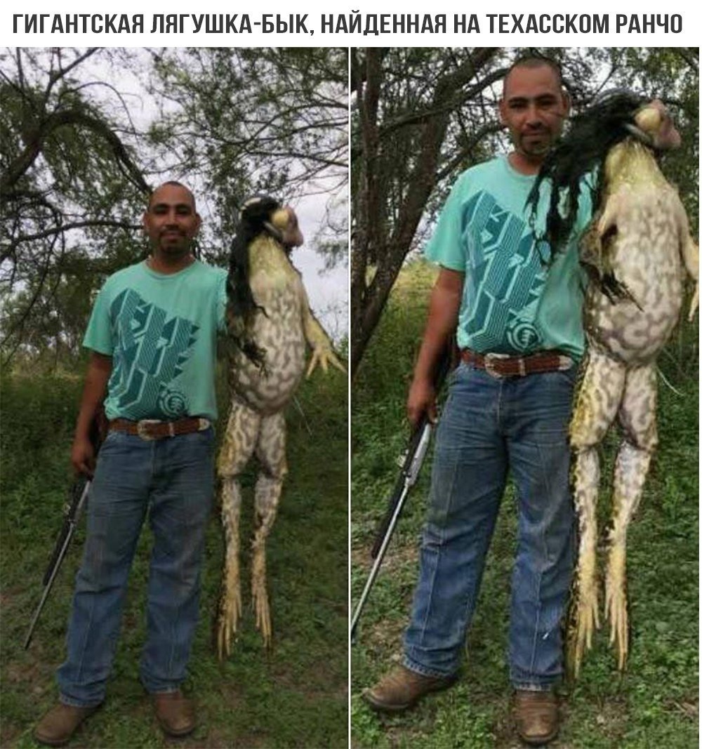 Лягушка бык гигантская Техас