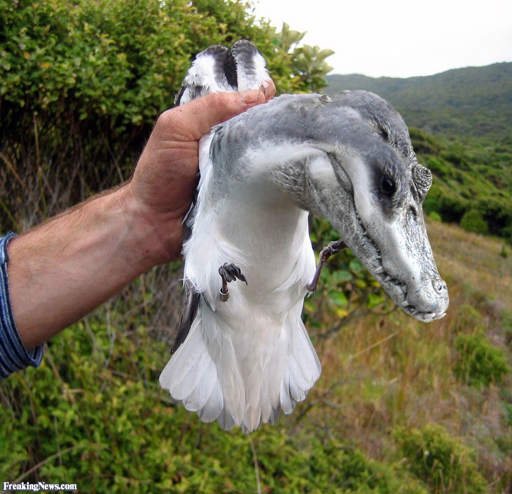 Необычные животные мутанты