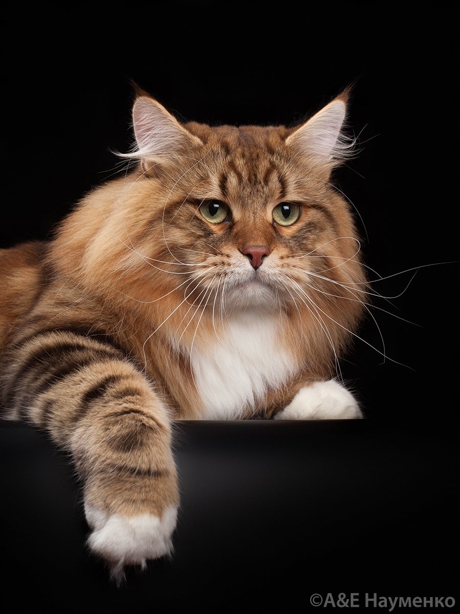 Порода кошек золотистые длинные