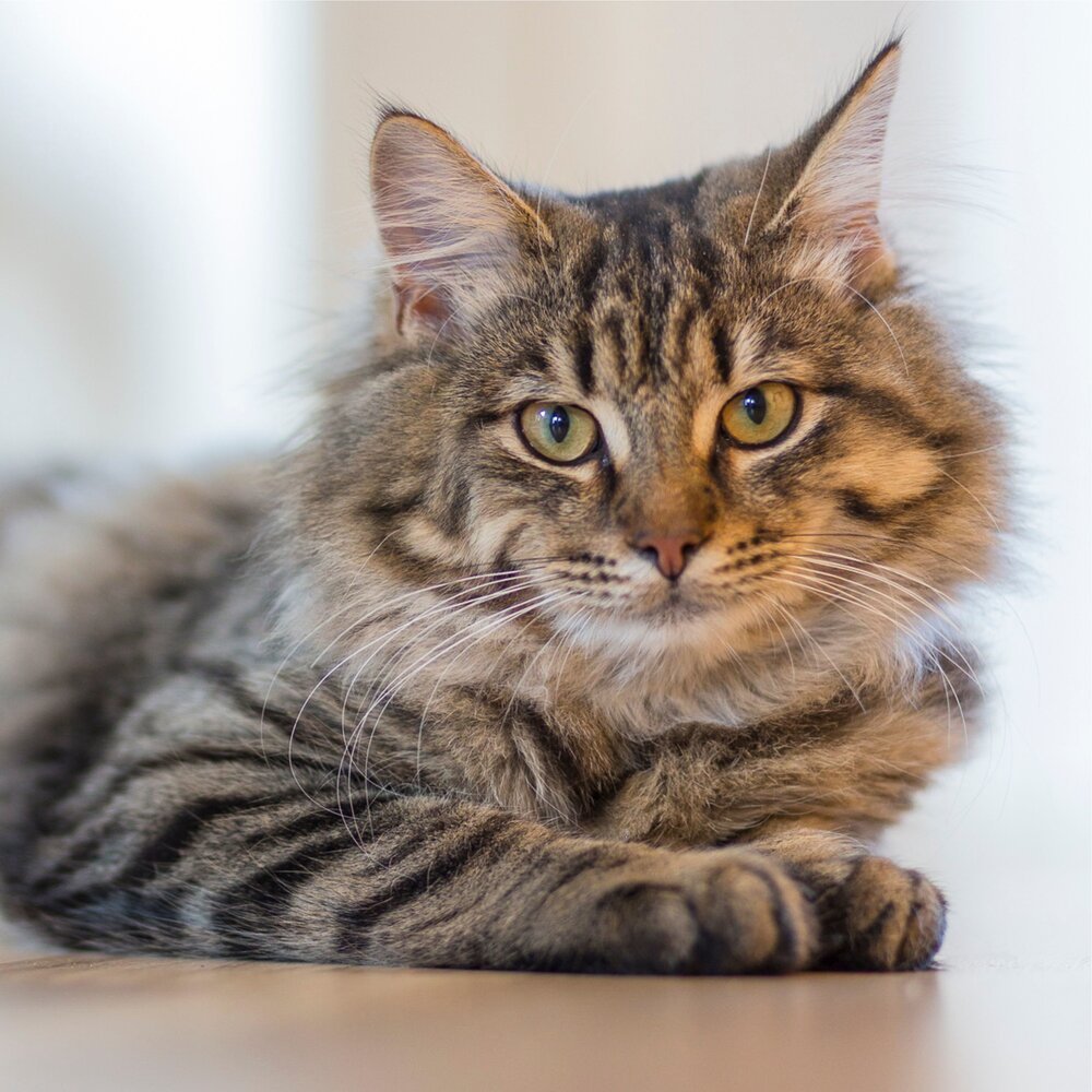 Сибирская кошка табби