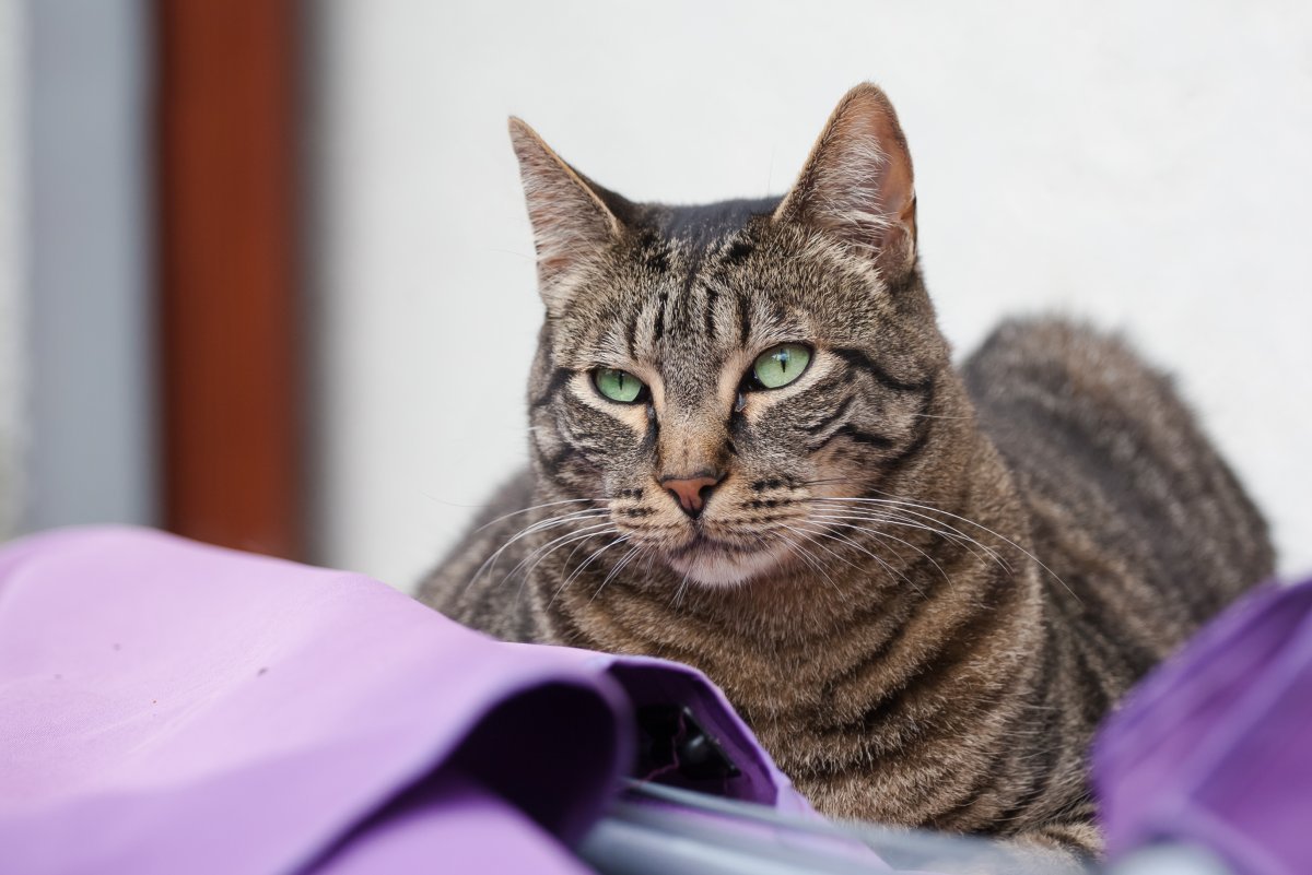 Европейская Лесная короткошерстная кошка