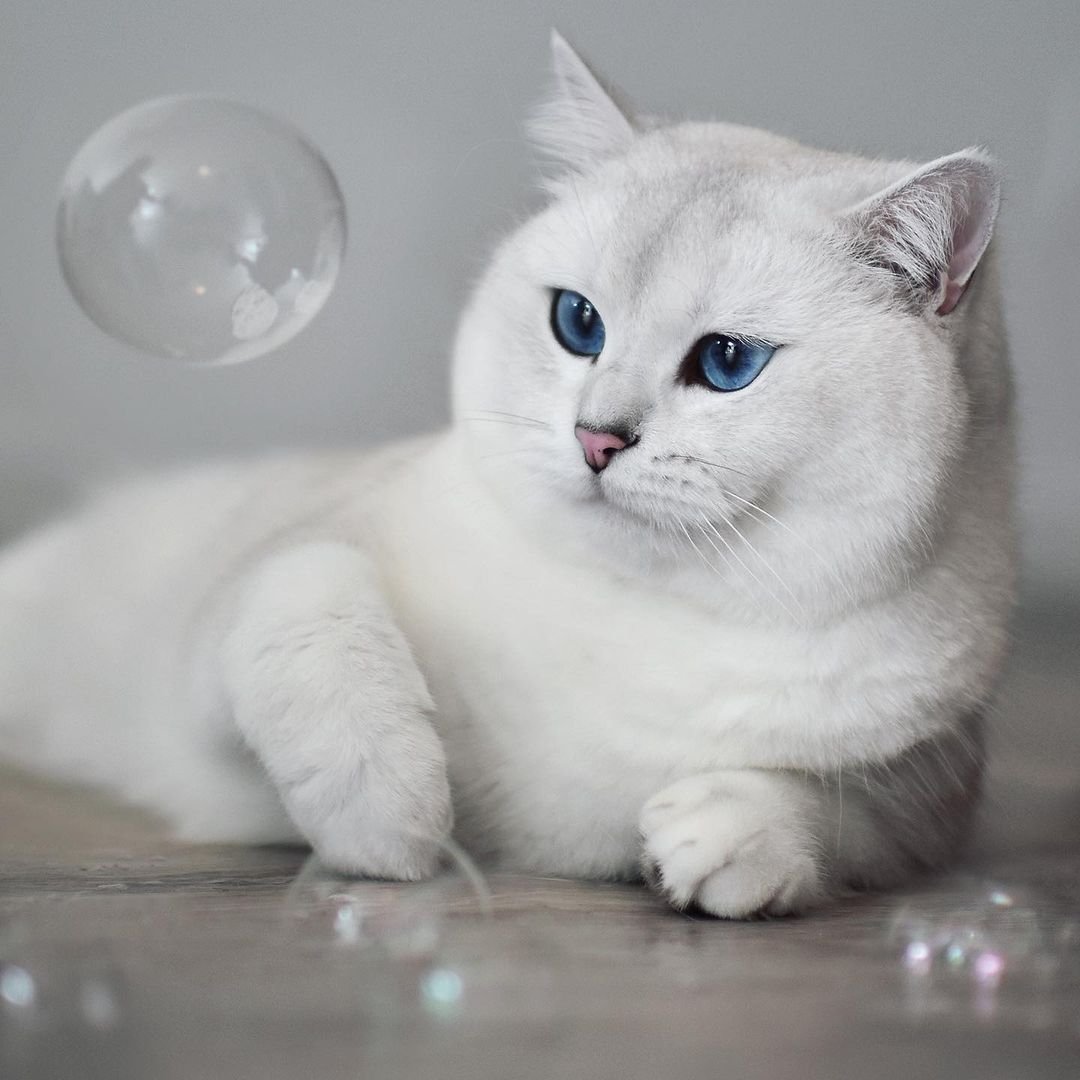 Кобби майну