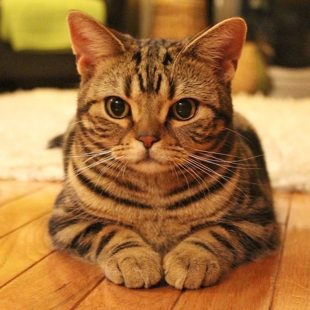 Кельтская американская короткошерстная