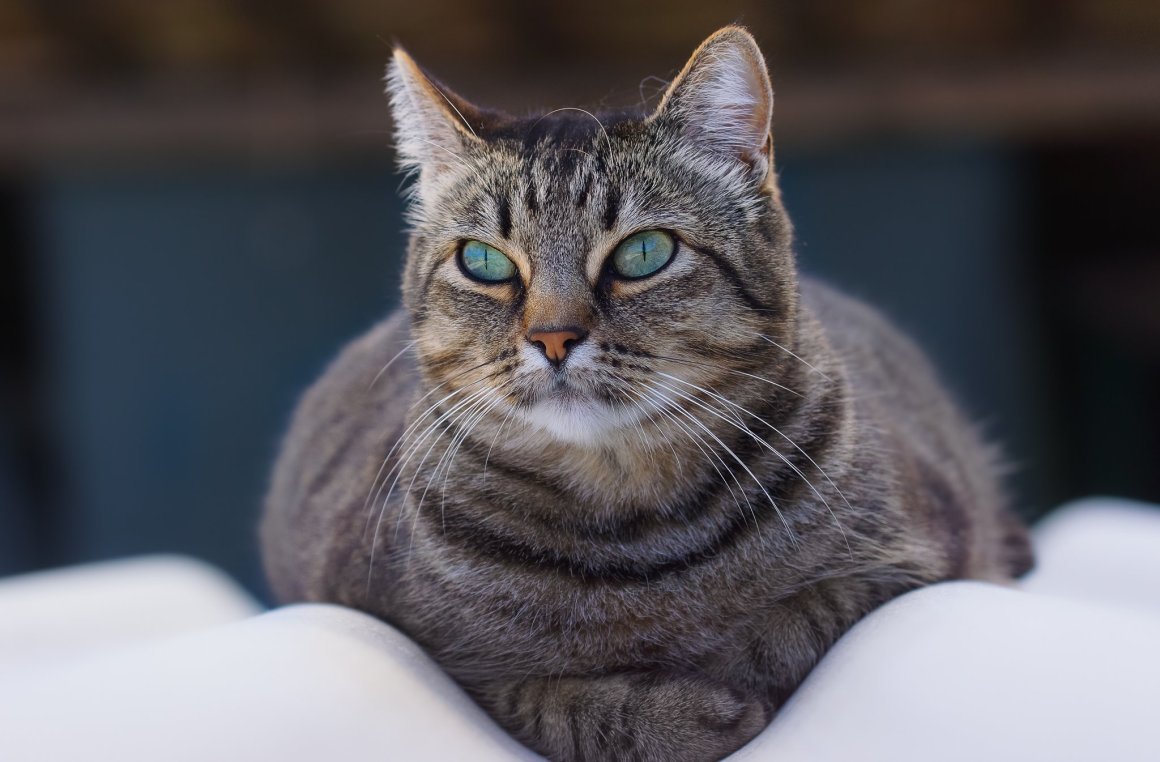 Европейская короткошерстная табби