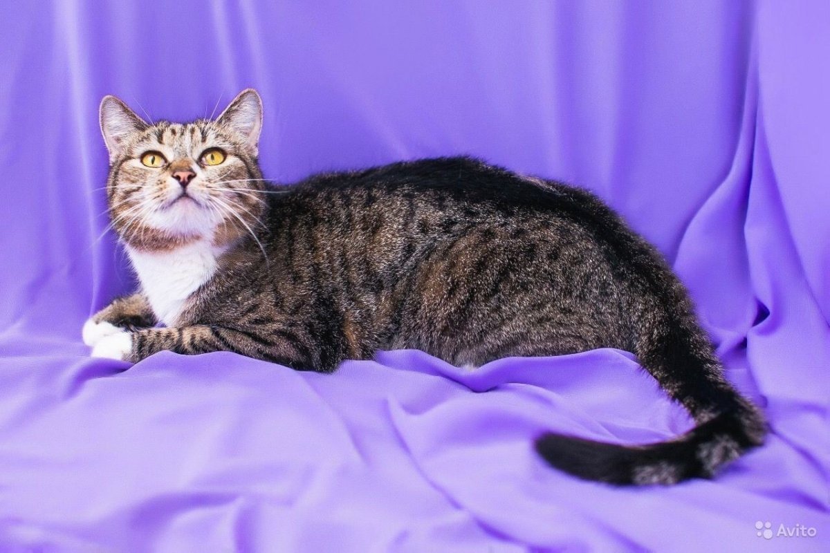 Кот Европейский короткошерстный Крысолов