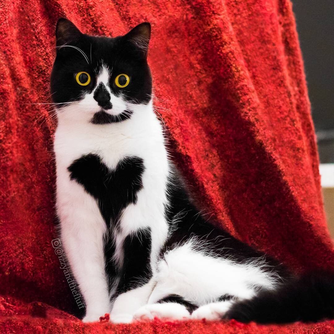 Коты необычной окраски