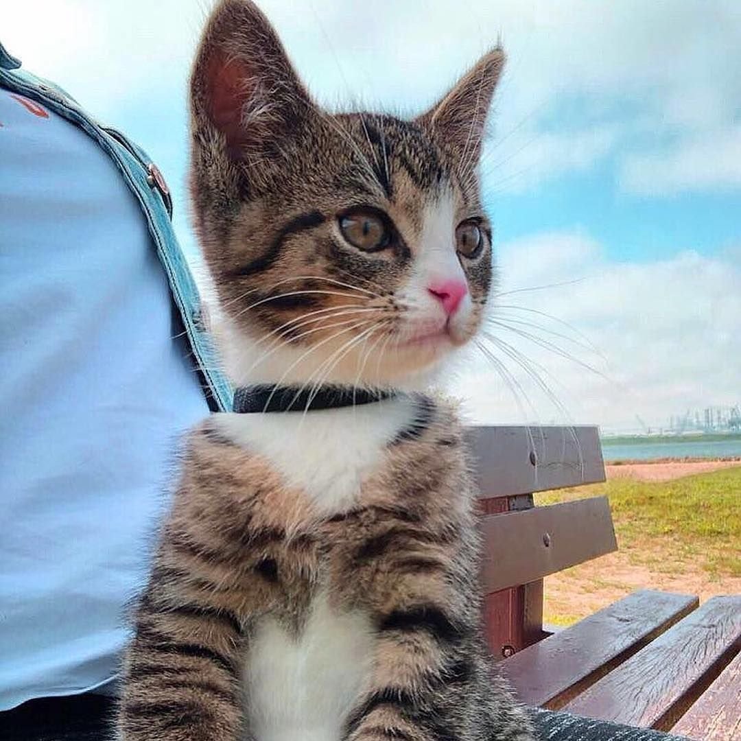 Кошка Instagram