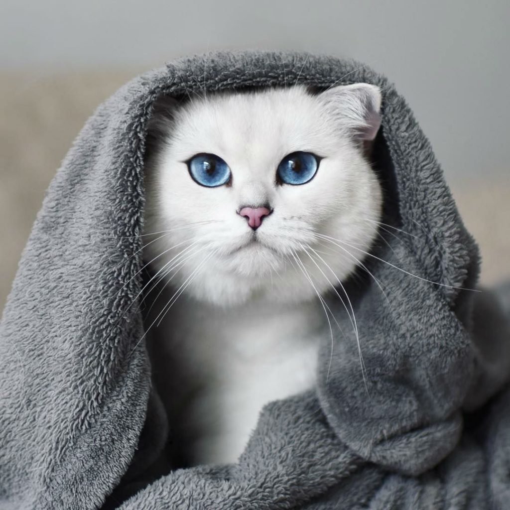 Голубоглазый британец короткошерстный серый