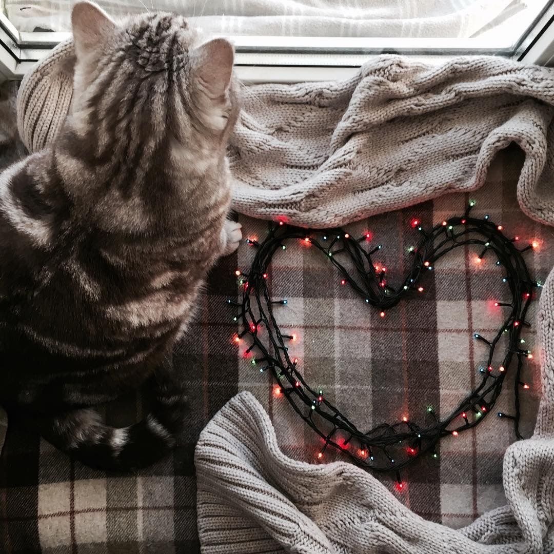 Новогодние котики эстетики