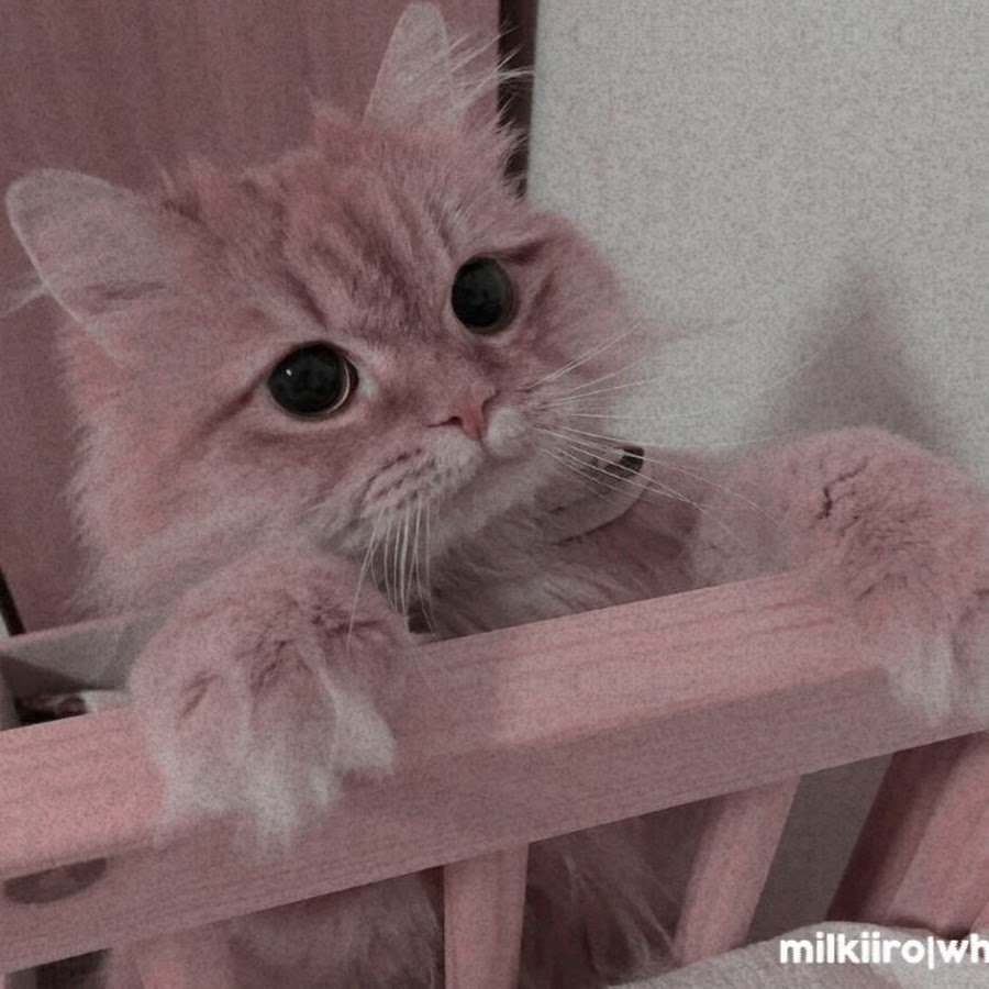 Милые кошки Эстетика