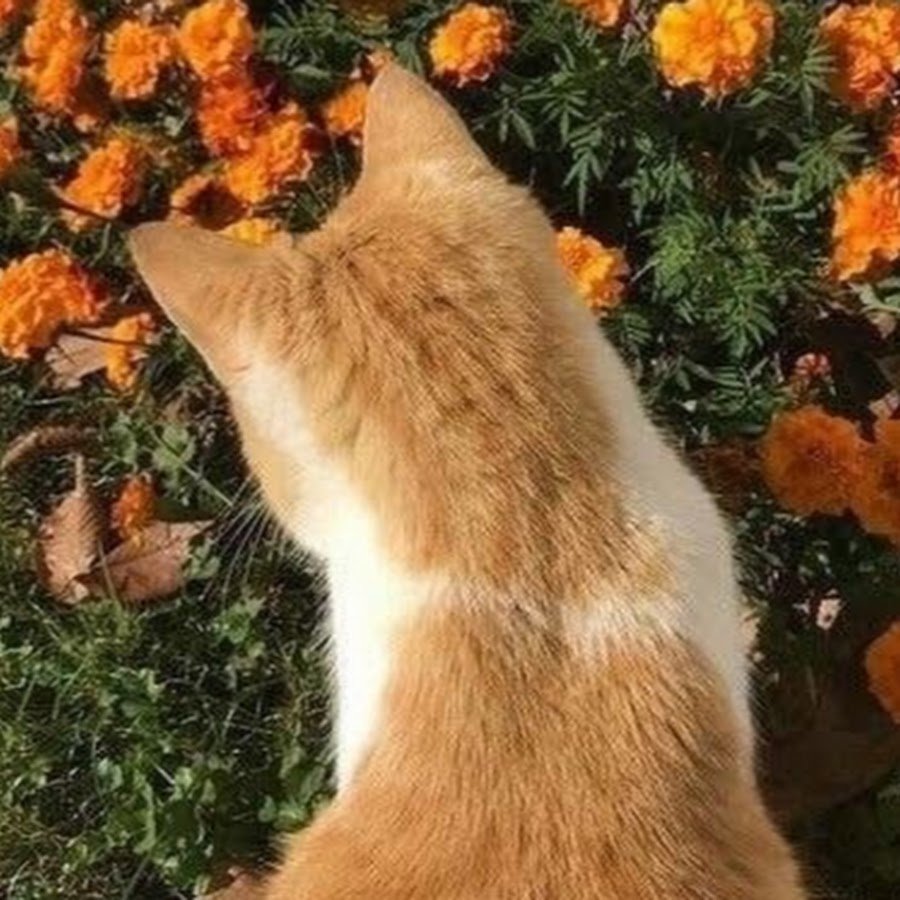 Рыжий котик Эстетика