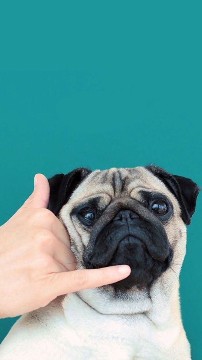 Собака Мопс