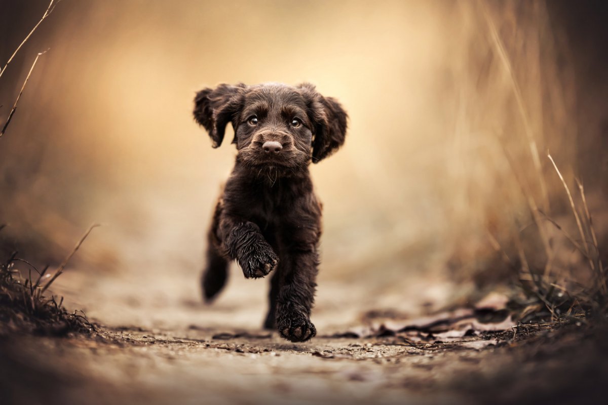 Животные картинки