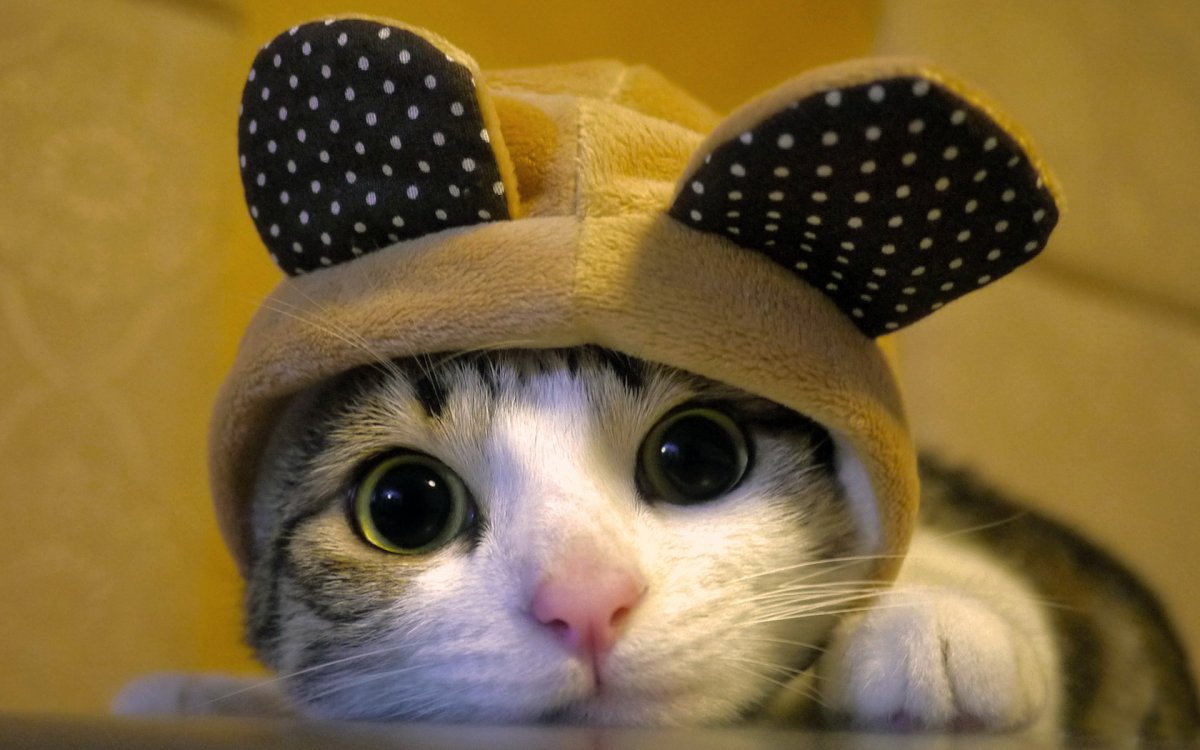 Милые котики в шапочках