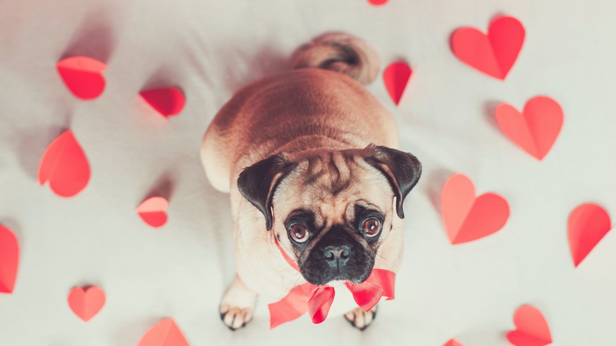 Животные с сердечками