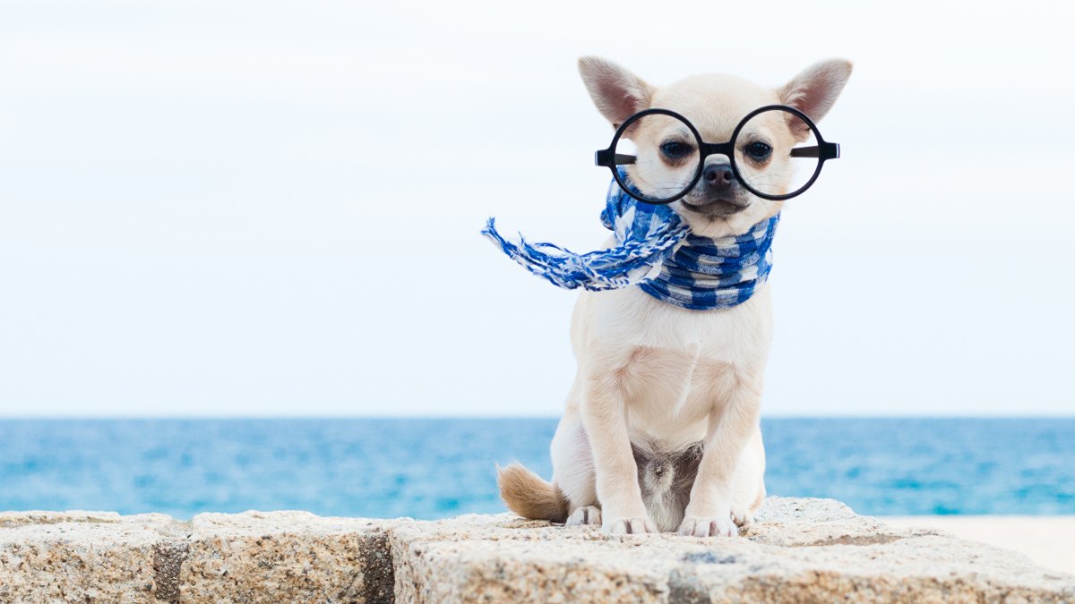 Собачка в очках