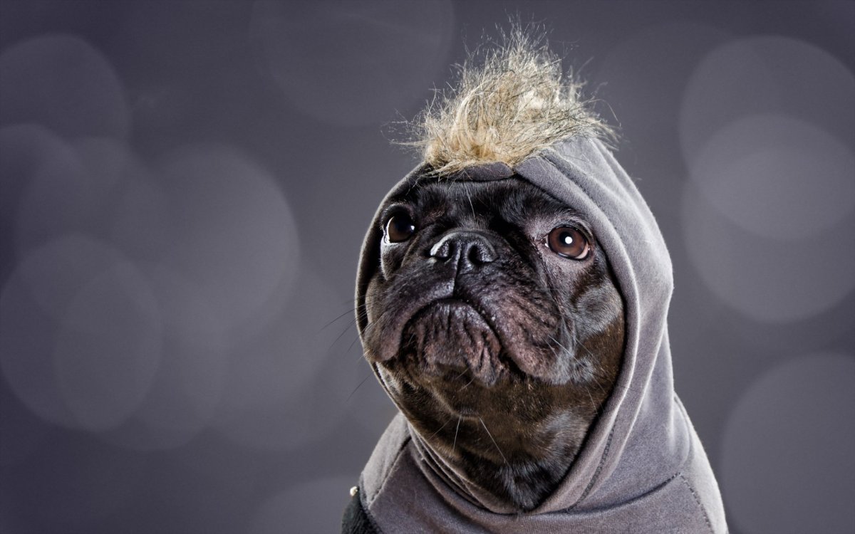 Смешные собаки