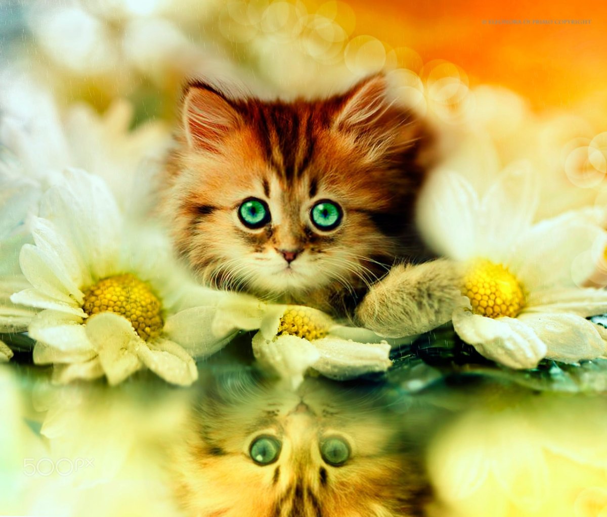 Открытки наскрждый день