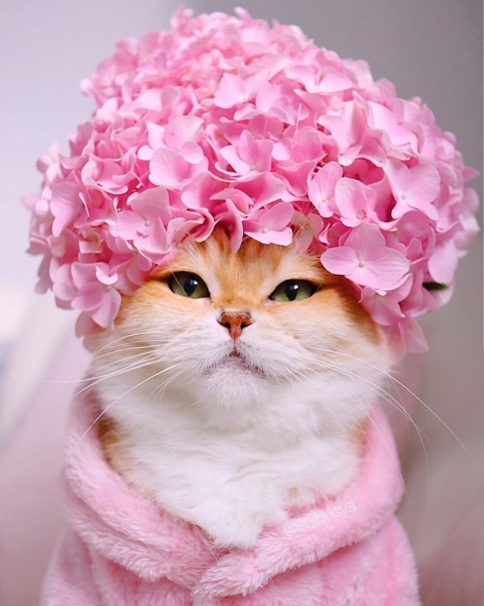 Хорошего дня с котиками