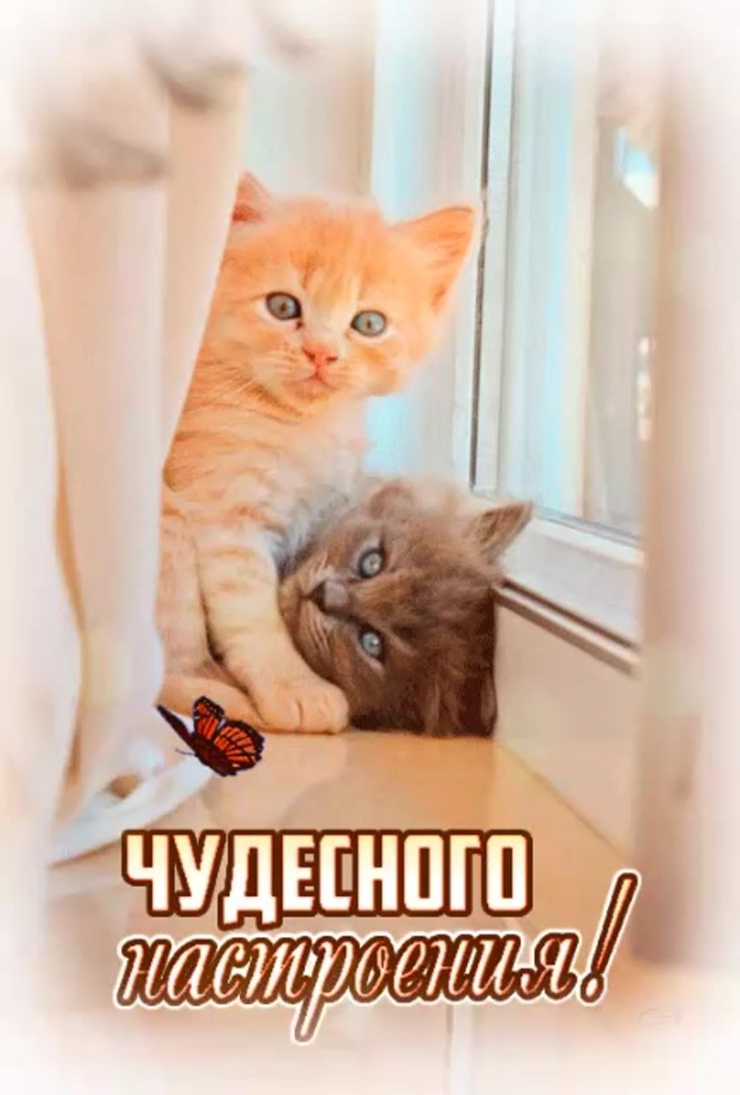 Добрый день с кошками