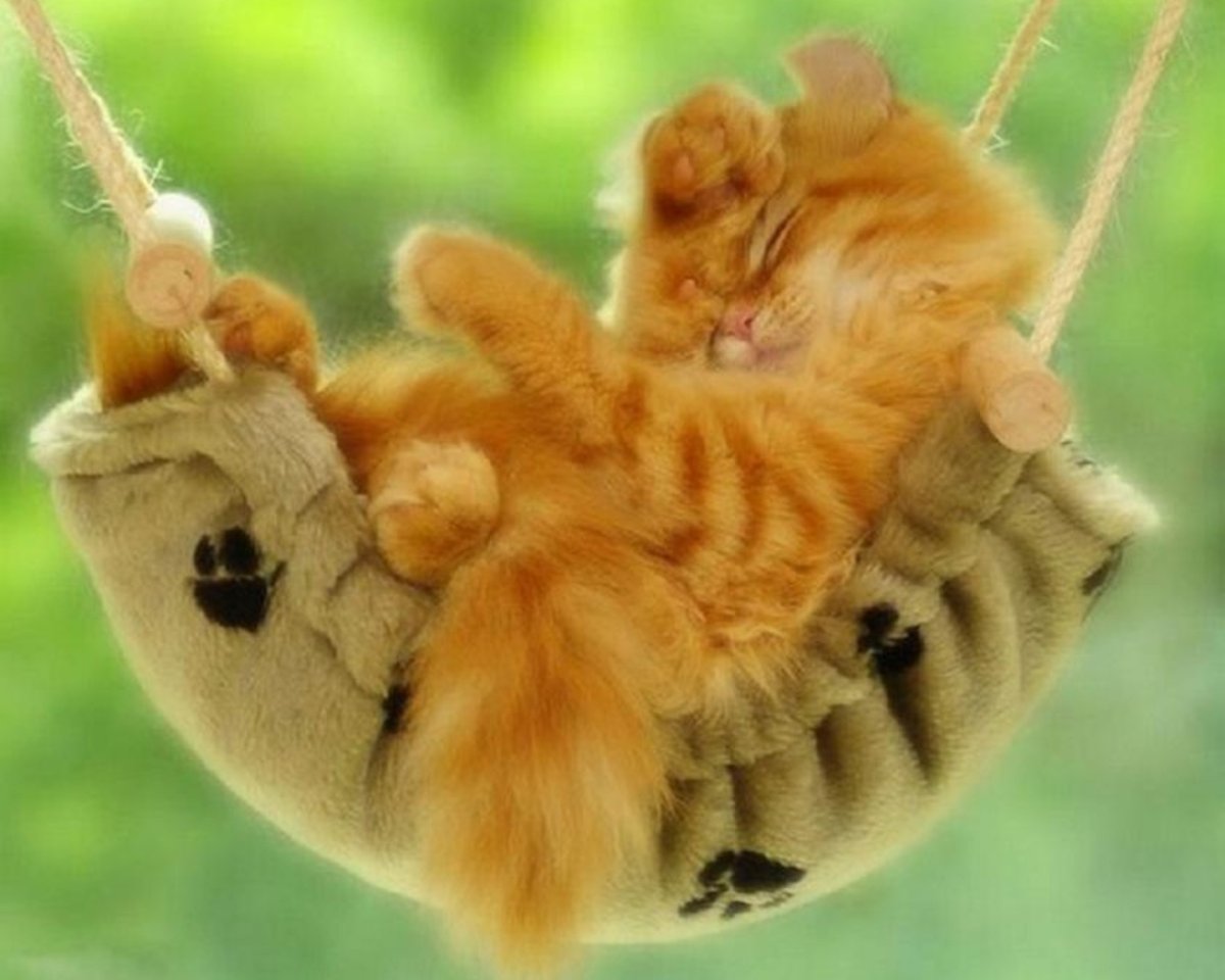 Позитивные утренние котики