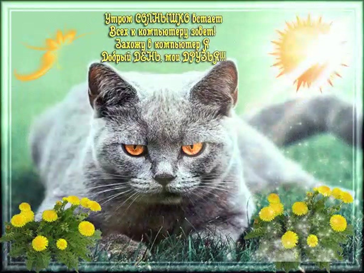 Пожелание с добрым утром с кошечками