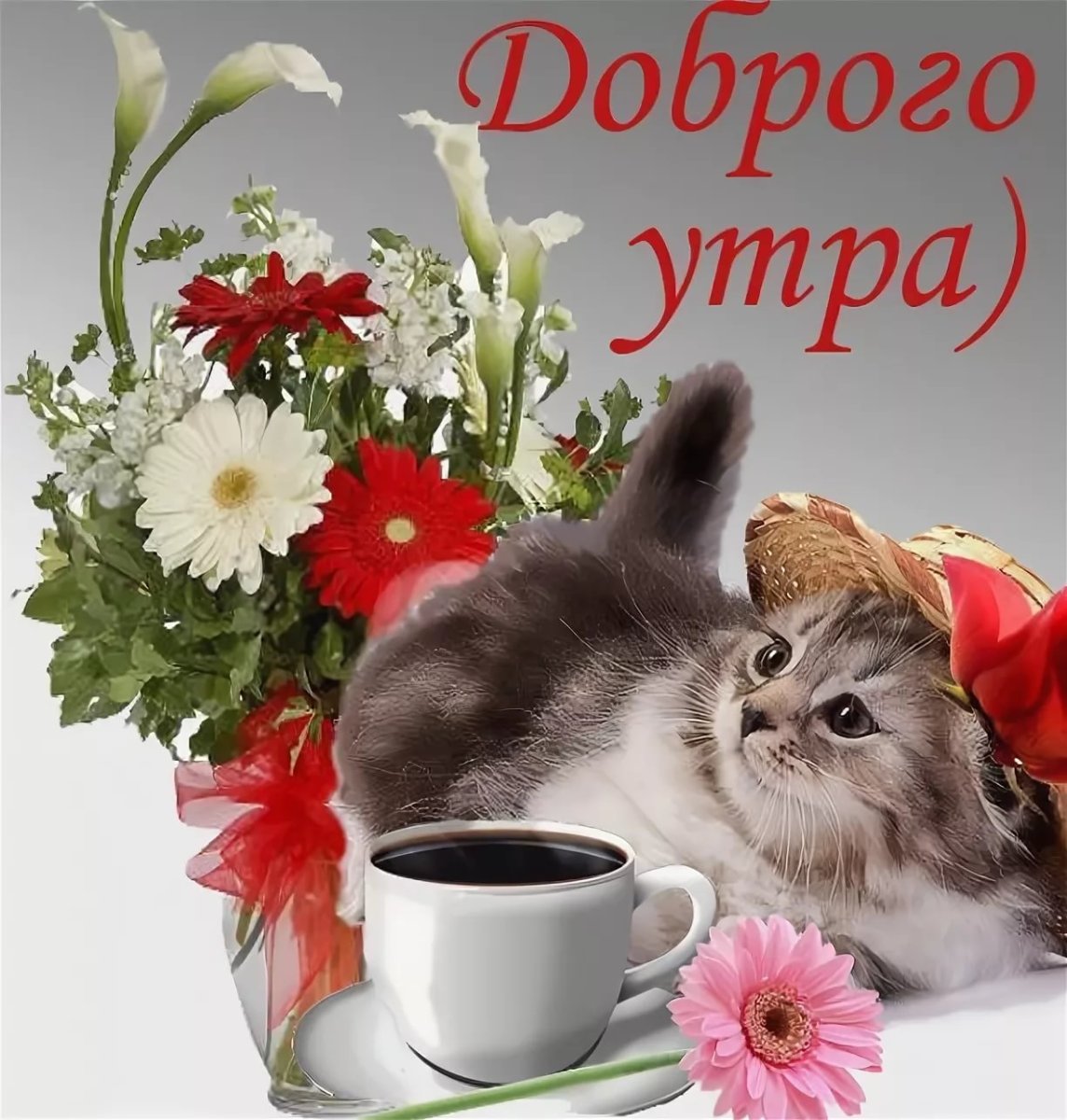 Пожелания доброго утра с животными