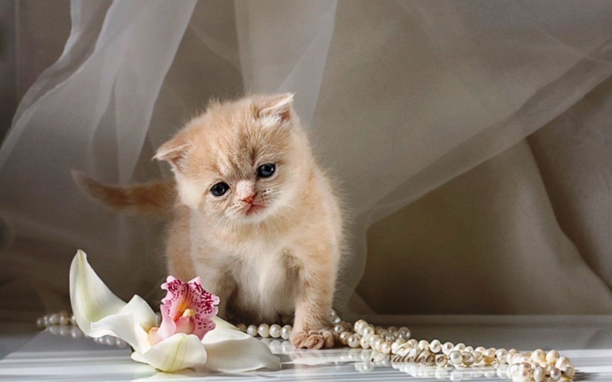 Добрый котенок