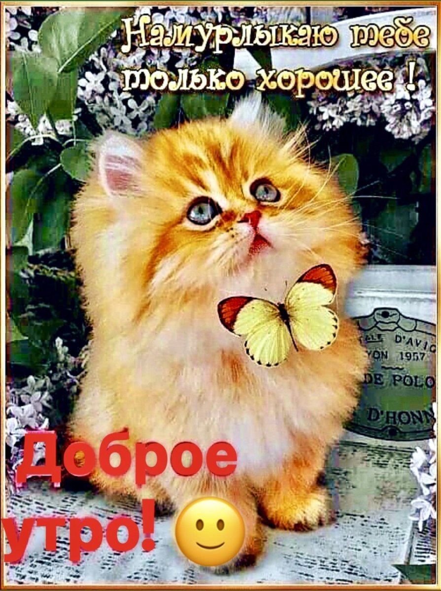 Доброе пушистое утро